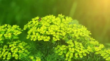 Euphorbia pithyusa (spurge) spurge aile (Euphorbiaceae) çiçekli bitkilerin çok büyük ve çeşitli cinstir. Bazen sıradan İngilizce, öforbia tüm Euphorbiaceae başvurmak için kullanılır.