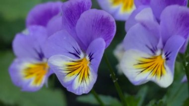 Bahçe pansy (Viola üç renkli) bahçe çiçeği gibi büyük çiçekli hibrid bitki türüdür. Melaniumof bölümündeki çeşitli türlerden melezleme ile elde edilir, özellikle Viola tricolor.