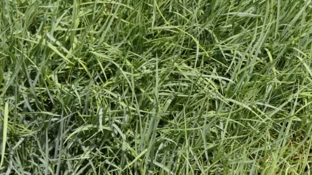 ミシマサイコ barceloi は、セリに草花の種. — ストック動画