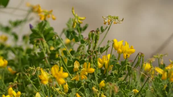 Coronilla Valentina, struikgewas Scorpion-vetch of Scorpion vetch, is een soort bloeiende plant in het geslacht Coronilla van Vlinderbloemenfamilie Fabaceae, inheems in Portugal, Spanje, Malta en Kroatië (Dalmatië). — Stockvideo