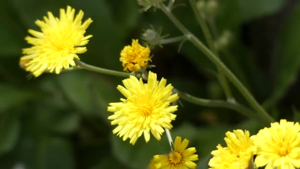 Crepis triasii - растение семейства Asteraceae, еще один из многих видов композитов с желтыми лепестками . — стоковое видео