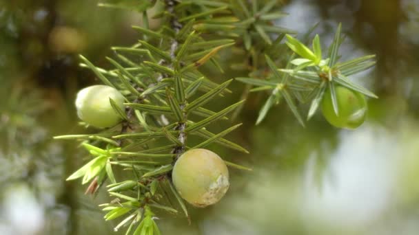 Juniperus oxycedrus (prickě jalovec, koláč jalovec a koláč (z francouzského genevrier koláč), ostrý cedr) je druh jalovce, nativní napříč středomořským regionem z Maroka a Portugalska, Francie. — Stock video