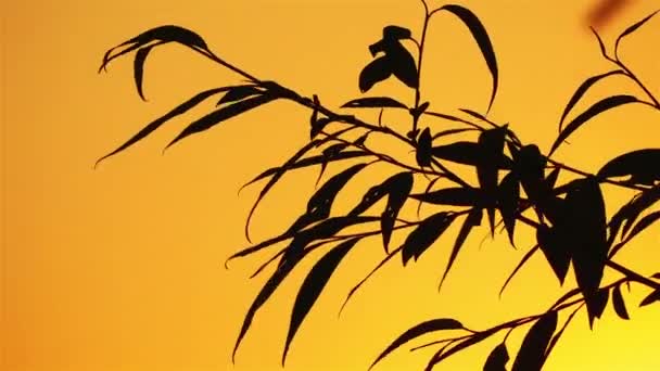 Silhouette de branches d'arbres en arrière-plan d'un ciel jaune couchant . — Video