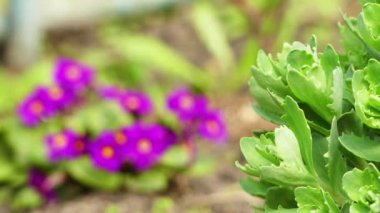 Odak transfer: Primula çoğunlukla otsu çiçekli bitkiler Primulaceae ailesindeki cinsidir. Çuha çiçeği (P. vulgaris), P. auricula (auricula) ve P. elatior (oxlip yaygın türü vardır).