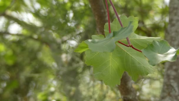 Acer opal subsp. granatense, подвид Acer opalus, является деревом, принадлежащим к семейству Sapindaceae. Эндемики Северной Африки, острова Майорка и юго-востока Пиренейского полуострова . — стоковое видео