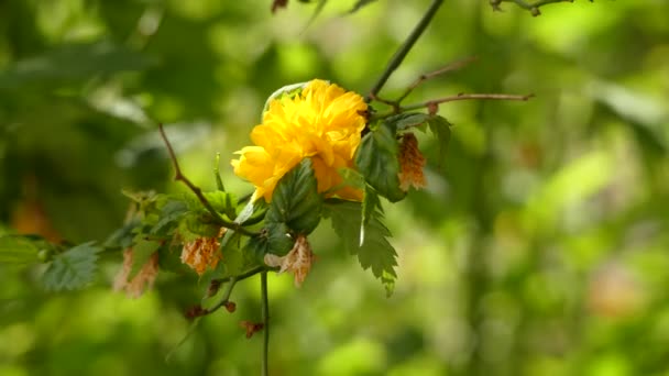Kerria japonica, sole species in genus Kerria, is a deciduous shrub in rose family Rosaceae, native to China, Japan and Korea. It is named after William Kerr, who introduced cultivar Pleniflora. — Stock Video