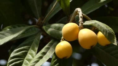 Loquat (Eriobotrya japonica), Rosaceae familyasından bir çiçekli bitki türü..
