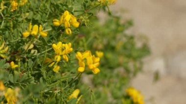 Coronilla valentina, portekiz, İspanya, Malta ve Hırvatistan (Dalmaçya) anavatanı baklagilgilgilgilgilgilgilgilgiller familyasından Coronilla cinsinde çiçekli bitki türüdür.).