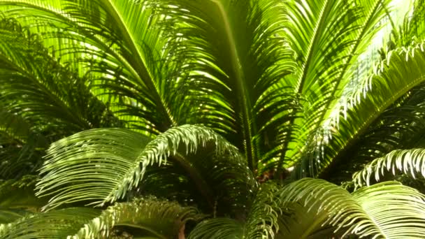 Cycas revoluta (sago palm, king sago, sago cycad, Japanese sago palm) - вид гимноспермы в семье Cycadaceae, родом из южной Японии, включая острова Рюкю. . — стоковое видео