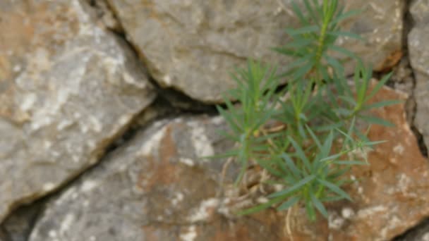 Dianthus rupicola ist eine Gattung von etwa 300 Arten blühender Pflanzen aus der Familie der Caryophyllaceae, die hauptsächlich in Europa und Asien beheimatet sind, wobei sich einige Arten bis nach Nordafrika erstrecken.. — Stockvideo