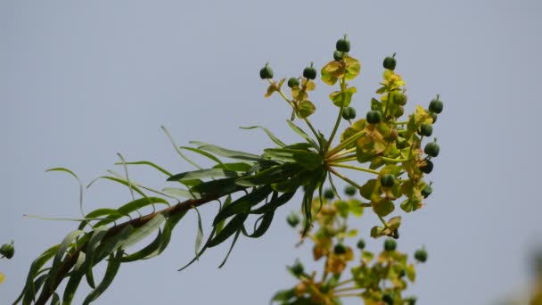 Euphorbia dendroides, también conocido como Tree Spurge, es un pequeño árbol de la familia Euphorbiaceae que crece en climas semiáridos y mediterráneos. . — Vídeos de Stock