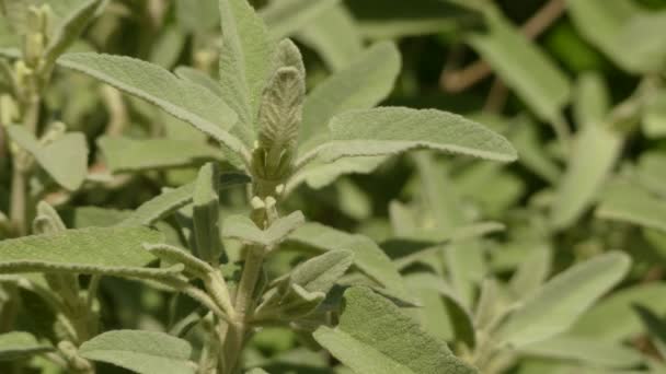 Phlomis italica is een geslacht van meer dan 100 soorten kruidachtige planten, substruiken en struiken in de familie Lamiaceae, inheems uit de Middellandse Zee regio Oost over Centraal-Azië naar China. — Stockvideo