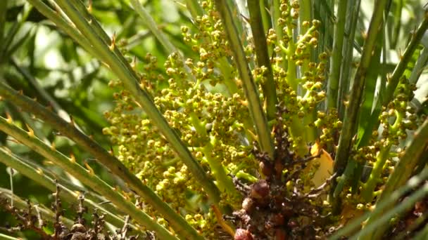 Chamaerops es un género de plantas con flores perteneciente a la familia Arecaceae. solo actualmente la especie plenamente aceptada es Chamaerops humilis, variadamente llamada palma europea, o palma enana mediterránea . — Vídeos de Stock