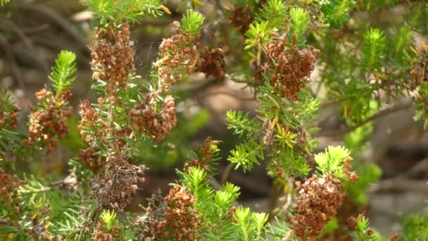 Erica multiflora, fundagiller familyasından Ericaceae familyasından bir çiçekli bitki türüdür. Anavatanı Akdeniz Havzası'dır.. — Stok video