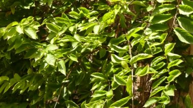 Combretum çivit, ayrıca Çin hanımeli veya Rangoon creeper olarak da bilinir. Bitki için diğer isimler Quiscual, Niyog-niyogan, Madhumalti, Madhuri lota ve Modhumonjori, Radha Manoharam içerir.