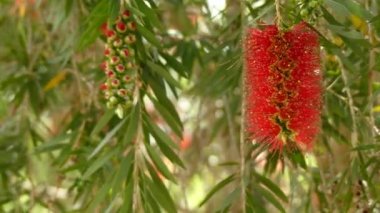 Melaleuca viminalis, yaygın olarak bottlebrush, ya da dere bottlebrush ya da Callistemon viminalis ağlayan olarak bilinen bitki ailesindeki myrtle, Myrtaceae ve Avustralya'ya endemik.