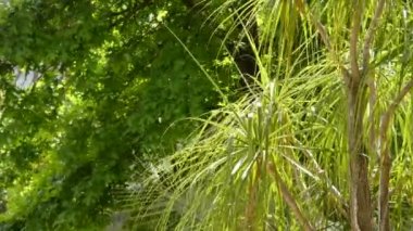 Beaucarnea longifolia (Nolina), meksika ve Orta Amerika'ya özgü bir çiçekli bitki cinsine ait bir bitki cinsine ait. Apg Iii sınıflandırma sisteminde, Asparagaceae familyasında yer alan Nolinoideae alt familyası.