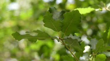 Quercus macrocarpa, bur meşe, bazen yazıldığından burr meşe, meşe beyaz meşe bölüm Quercus mezhep bir türdür. Bu bitki de mossycup meşe ve mossycup beyaz meşe denir.