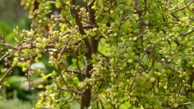 Portulacaria afra (Afrikaans'ta fil çalısı, cüce yeşim bitkisi, domuz çalısı ve spekboom olarak bilinir) Güney Afrika'da bulunan küçük ve sulu bir bitkidir..
