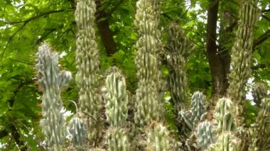 Cereus repandus (Cereus peruvianus, dev club kaktüs, çit kaktüs, cadushi, kayush), Perulu elma kaktüs, Güney Amerika'da bulunan büyük, dik, dikenli sütun kaktüs yanı sıra Hollanda Karayipler.