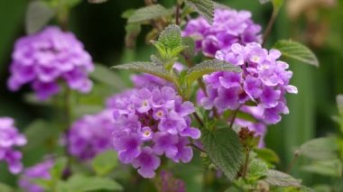 Lantana montevidensis lantana birçok yaygın adlar tarafından bilinen bir tür, gibi: lantana, ağlayan lantana, sürünen lantana, küçük lantana, mor lantana veya sondalı çalı.
