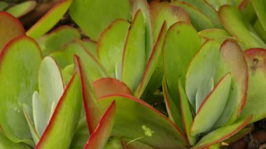 Crassula pellucida marjinal yaygın yeşim bitki, dostluk ağacı, şanslı bitki veya para ağacı olarak bilinir. Güney Afrika'ya özgüdür ve dünya çapında bir ev bitkisi olarak yaygındır..