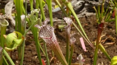 Sarracenia leucophylla, ayrıca kırmızı sürahi bitki olarak bilinen, mor trompet-lea