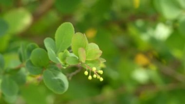 Berberis vulgaris, olarak da bilinen ortak kızamık, Avrupa kızamık veya sadece Kızamık Berberis Sylviidae bir çalı var. Yenilebilir ama keskin asitli meyveler üretir.