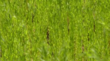 Keten (ayrıca keten veya keten tohumu olarak da bilinir), Linum usitatissimum, Linaceae familyasından Linum cinsine ait bir kuş türü. Soluk keten denilen vahşi linum bienne türünden sadece bir kez evcilleştirilmiş.