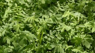 Lovage, Levisticum officinale, uzun boylu çok yıllık bir bitkidir, Apiaceae, alt familya Apioideae, kabile Apieae cinsinden Levisticum cinsinin tek türüdür..