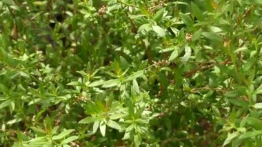 Gelsemium sempervirens, Gelsemiaceae familyasından bir asma sarmaşıktır. Bu sarı jessamine veya yasemin, Carolina yasemin veya jessamine, akşam trompetçiçeği, gelsemium ve woodbine dahil olmak üzere ortak isimleri vardır