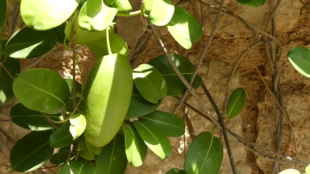 Stephanotis floribunda, jasminoides (Madagascar jazmín, flor de la boda hawaiana, corona nupcial) es una especie de planta con flores perteneciente a la familia Apocynaceae. . — Vídeo de stock