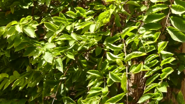 Combretum indicum, também conhecido como madressilva chinesa ou rastejante de Rangum. Outros nomes para a planta incluem Quiscual, Niyog-niyogan, Madhumalti, Madhuri lota e Modhumonjori, Radha Manoharam . — Vídeo de Stock