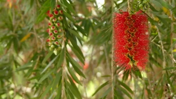 Melaleuca viminalis, allgemein bekannt als Weinende Flaschenbürste, oder Bachflaschenbürste oder Callistemon viminalis ist eine Pflanze aus der Familie der Myrtengewächse, Myrtaceae und endemisch in Australien. — Stockvideo