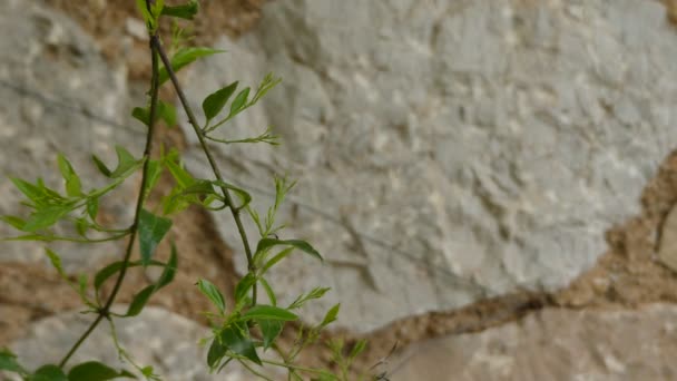 Tecoma capensis（通用名称开角金银花）是原产于非洲的比格诺尼亚西家族的开花植物。尽管它有共同的名字，但它与真正的蜂蜜没有密切的关系. — 图库视频影像