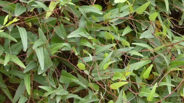 Hardenbergia violacea, monophycea - вид флоксовых растений семейства гороховых Fabaceae, родом из Австралии от Квинсленда до Тасмании. В других местах его также называют виноградной сиренью или лиловой лозой . — стоковое видео