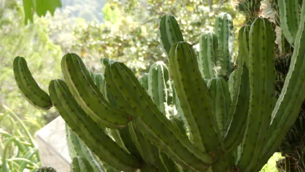 A Myrtillocactus geometrizans (áfonya kaktusz, áfonya kaktusz vagy kék gyertya) egy olyan kaktusz, amely a közép-és Észak-Mexikóból származó Myrtillocactus génuszban honos..