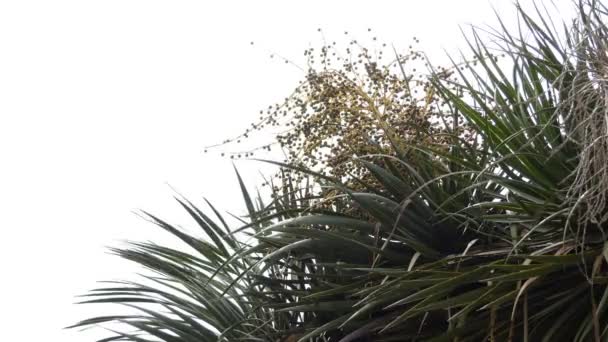 DRACAENA Draco, Dračí strom na Kanárských ostrovech nebo Drago, je subtropický závod podobný stromu v rodu Dracaena, který je původní na Kanárských ostrovech, Kapverdách, Madeiře a Maroku a byl představen na Azory. — Stock video