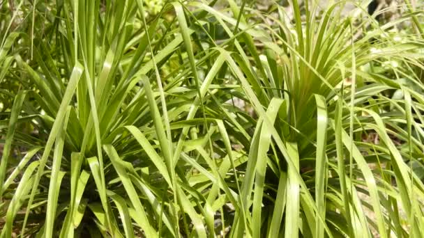 Beaucarnea longifolia (Nolina) è un genere di piante da fiore originario del Messico e dell'America centrale. Nel sistema di classificazione APG III, è inserito nella famiglia delle Asparagaceae, sottofamiglia Nolinoideae . — Video Stock