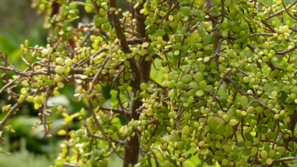 ポルトゥラカリア・アフラ(アフリカアンの象の茂み、小人の玉の植物、ポークブッシュ、スペックブームとして知られている)は、南アフリカで見つかった小さな葉の多肉植物です。. — ストック動画