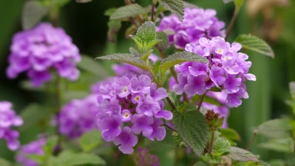 Lantana montevidensis - вид лантаны, известный под многими распространенными названиями, такими как: задняя лантана, плачущая лантана, ползучая лантана, маленькая лантана, фиолетовая лантана или задняя кустарник . — стоковое видео