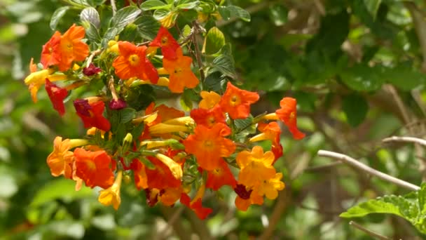 Streptosolen är ett släkte av blommande växter med en enda art, streptosolen jamesonii, marmelad Bush. Det är en vintergrön buske av familjen Solanaceae. — Stockvideo