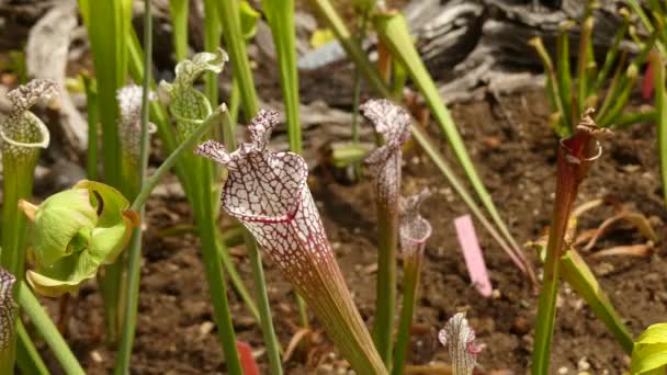 Sarracenia leucophylla, známá také jako karmínová pitcherrostlina, fialová trubka-Lea — Stock video