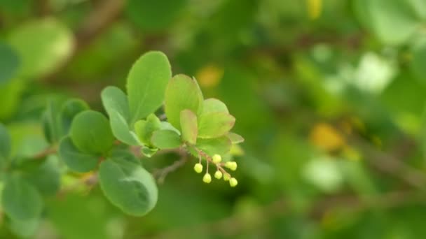 Berberis vulgaris, även känd som gemensamma Berberis, Europeiska Berberis eller bara Berberis, är en buske i släktet Berberis. Den producerar ätliga men kraftigt sura bär. — Stockvideo