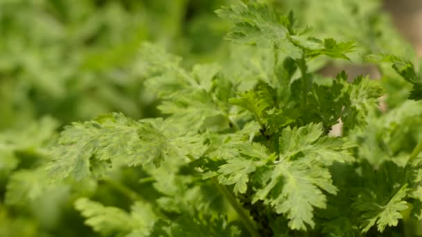 Tanacetum parthenium Aureun, de Feverfew, is een traditionele medicinale kruid. Chrysanthemum parthenium en pyrethrum parthenium. Het wordt ook soms aangeduid als Bachelors knoppen of Veder weinig. — Stockvideo