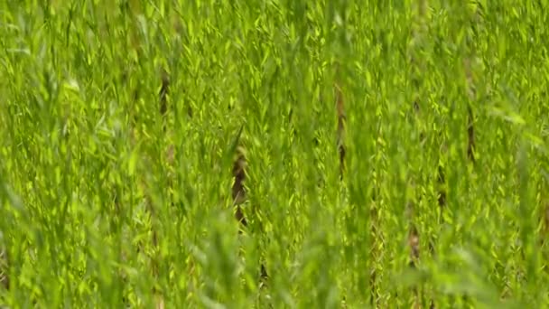 Vlas (lijnzaad) (Linum usitatissimum) is een geslacht van zangvogels uit de familie Linaceae. Gedomesticeerde slechts een keer van de wilde soort Linum Bienne, genaamd Pale vlas. — Stockvideo