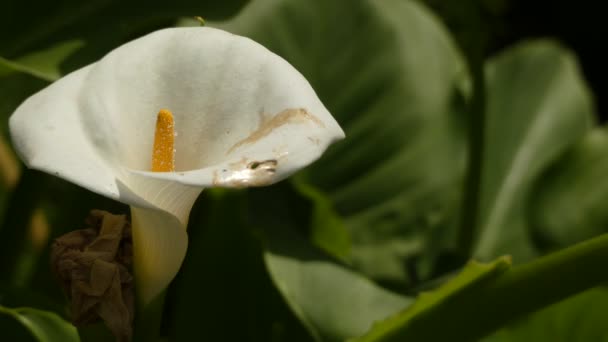 Kornoutice Africká (známý jako calla lily a arum lily) je druh z čeledi árónovité, původem z Jižní Afriky v Lesotho, Jihoafrické republiky a Svazijska. — Stock video