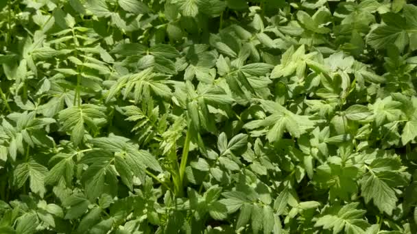 Láage, Levisticum officinale, je vysoká trvalá rostlina, jediný druh v rodu Levisticum v čeledi Apiaceae, Podčeleď Apioideae, kmen Apieae. — Stock video