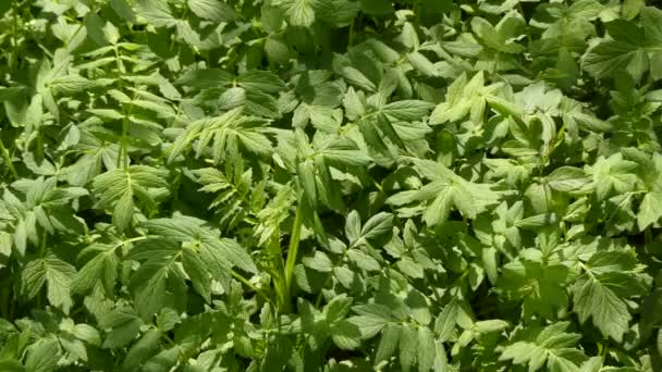 Liebstöckel, levisticum officinale, ist eine hohe mehrjährige Pflanze, die einzige Art in der Gattung levisticum in der Familie apiaceae, Unterfamilie apioideae, Stamm apieae. — Stockvideo