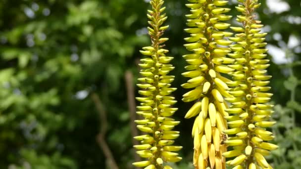 Aloe vera, Aloe cinsinin sulu bir bitki türüdür. Dünyanın dört bir yanındaki tropikal iklimlerde yetişir ve tarım ve tıbbi kullanımlar için yetiştirilir.. — Stok video